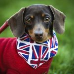 Estudo preliminar relaciona variante britânica da Covid com doença cardíaca em cães e gatos