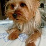 Cachorrinha da raça York Shire desapareceu ontem (11) no Centro de Valença.