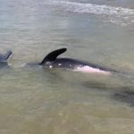 Golfinhos são resgatados por banhistas após encalhe em Porto Seguro