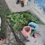 Polícia Militar descobre plantações com mais de 1 mil pés de maconha em Wenceslau Guimarães