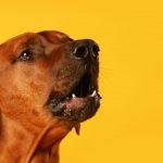 Prefeitura de Nilo Peçanha inicia vacinação de cães e gatos