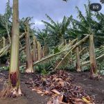 Plantação de banana foi destruída após fortes chuvas