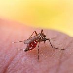 Sobe para 55 o número de casos de Febre do Oropouche, na Bahia