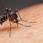 Bahia registra forte queda nos casos de dengue, mas desafios persistem no interior